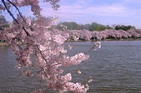 Cherry Blossoms on the Potomac Photograph by Kimber Butler - Pixels