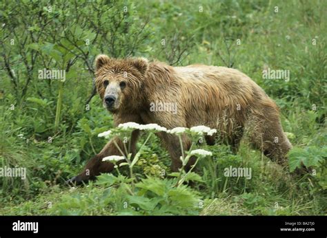 Kodiak bear habitat hi-res stock photography and images - Alamy