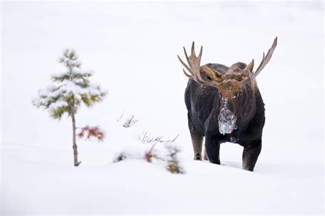 Winter Wildlife of Yellowstone Workshop — Jared Lloyd Photography