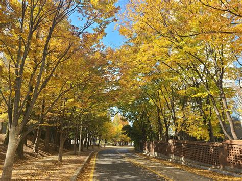 Avenue Trees Autumn - Free photo on Pixabay