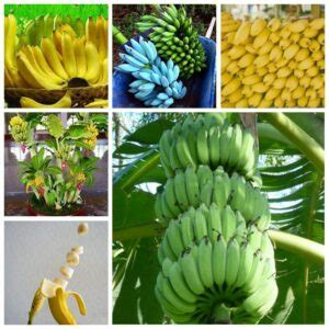 100 Pcs Dwarf Banana Tree Tropical Seeds - BuyingSeed.com - Free Shipping - Up to 70% OFF