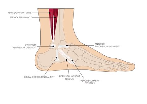 Ankle Sprain | NHS Lanarkshire