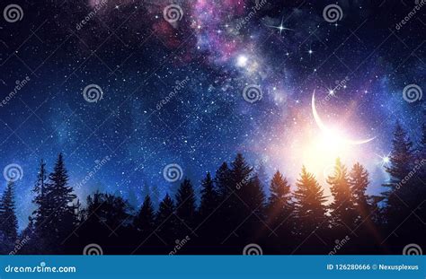 Night forest scene stock photo. Image of dark, deep - 126280666