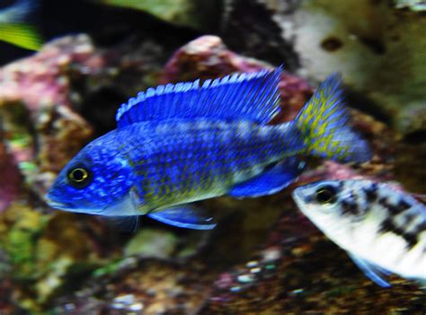 Ngara Flametail | Cichlids, African cichlids, Freshwater fish