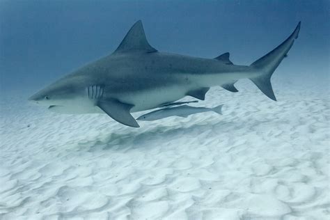 Bull Sharks Facts and Latest Photographs | The Wildlife