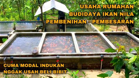 BUDIDAYA PEMBENIHAN IKAN NILA SKALA RUMAHAN - MODAL BELI INDUKAN SEKALI ...