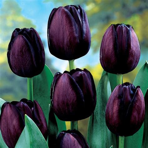 Queen Of Night Single Late Tulip | Purple tulips, Tulips, Tulips garden