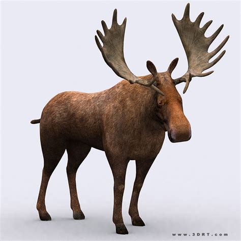 3D model 3DRT - Moose VR / AR / low-poly rigged animated - CGTrader.com