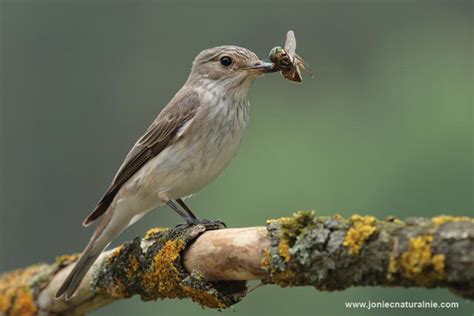 spotted-flycatcher - Africa Geographic