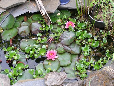 Lily Pond Lily Pond, Claire, Succulents, Plants, Photography, Photograph, Fotografie, Succulent ...