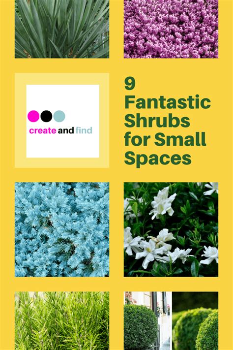 9 Fantastic Shrubs for Small Spaces