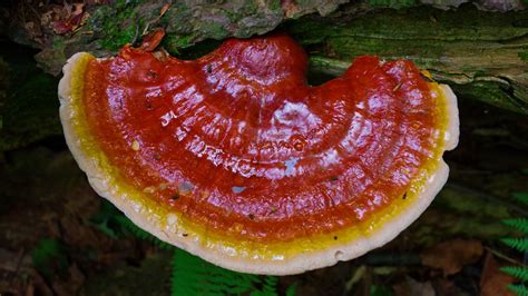 The Amazing Benefits of Reishi Mushrooms