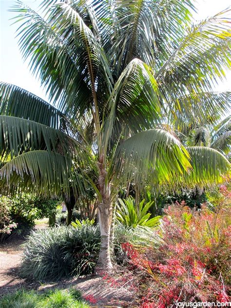 An Elegant Plant For Lower Light: The Kentia Palm