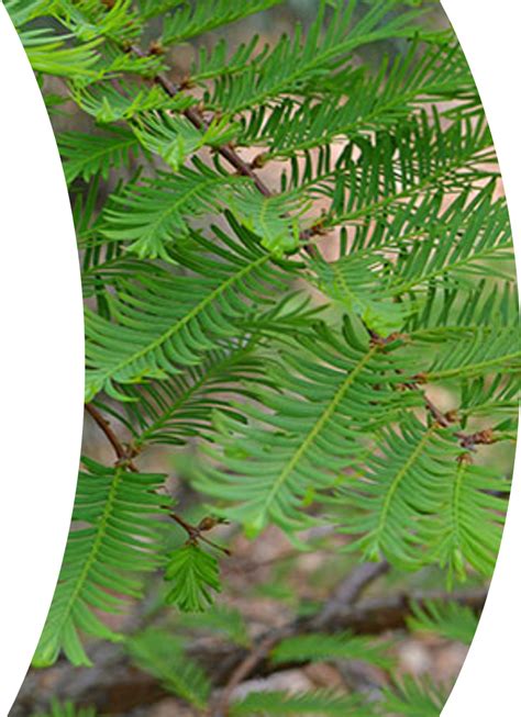 Metasequoia glyptostroboides | Plant leaves, Plants, Zone 5