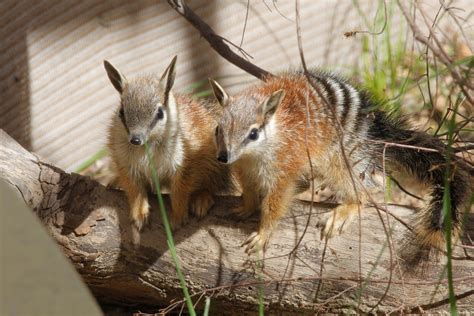 Numbat Pouch Young | Perth Zoo
