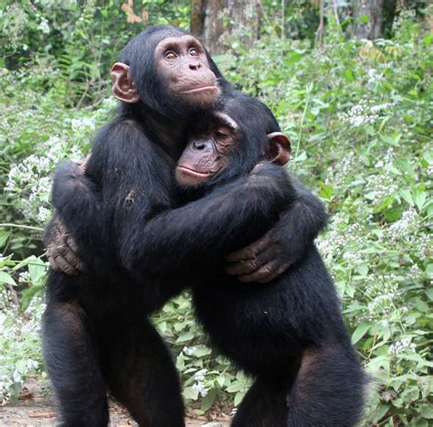 Jane Goodall Chimpanzee orphans hug it out Photograph by Jane Goodall Institute - Fine Art America