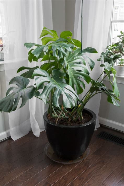 Monstera Deliciosa Care Guide: Growing Monstera Deliciosa Indoors ...