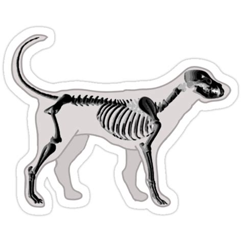 "DOG ANATOMY X-RAY" Stickers by SofiaYoushi | Redbubble