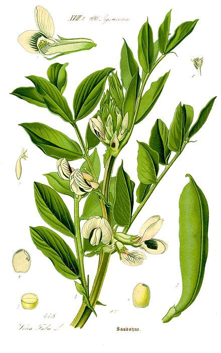 Vicia faba - Wikipedia