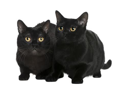 Black Cat Breeds With Yellow Eyes : Brief Info (With Pictures)