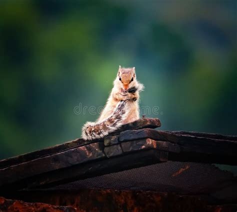 Picture of Squirrel Holding Its Tail on a Wooden Plate Stock Photo ...