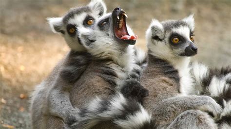 Lemur Teeth