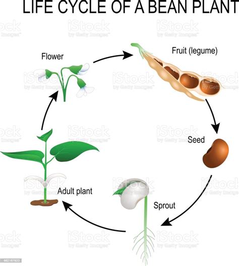 Life Cycle Of A Bean Plant Stock Illustration - Download Image Now - Botany, Life Cycle ...