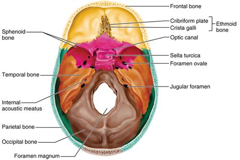 Crista Galli Anatomy