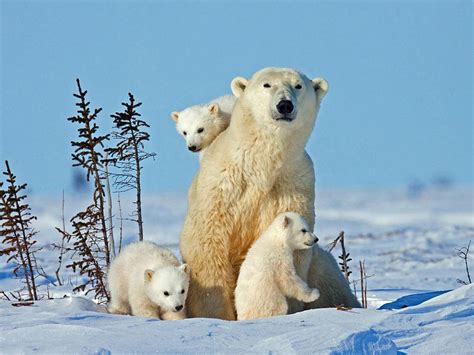 Extremely Soft And Incredibly Cute Polar Bear Triplets Frolic In Canada ...