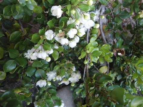 Forum: Luma Apiculata, (Chilean Myrtle)