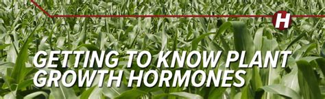 Getting to Know Plant Growth Hormones – Hefty Seed Company