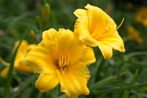 Stella de Oro Daylily