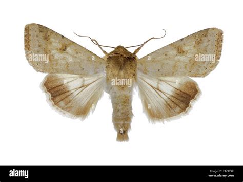 Cotton bollworm moth (Helicoverpa armigera). These moths, and their ...