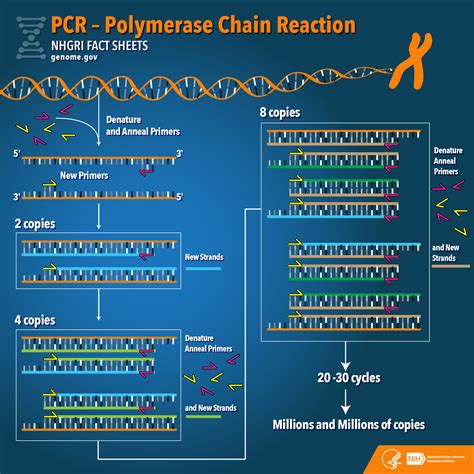 Polymerase Chain Reaction (PCR) Fact Sheet