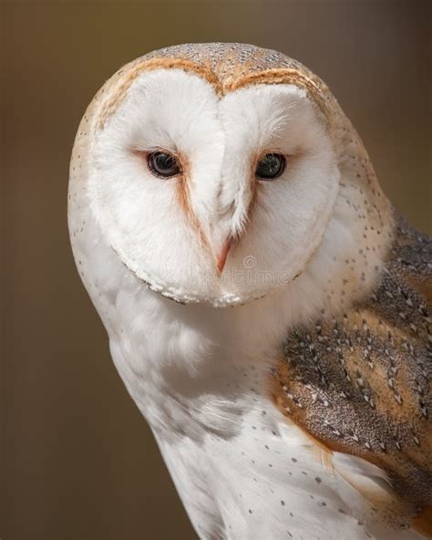 British Barn Owl in flight stock photo. Image of outdoors - 131270582