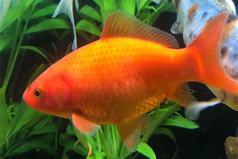 17.5.1. Types of Goldfish – Aquarium Science