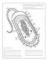 Bacteria Cell Coloring Pages sketch template