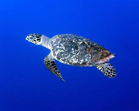 Hawksbill Sea Turtle - Facts, Diet, Habitat & Pictures on Animalia.bio