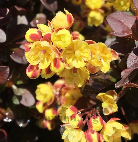 Photo of the bloom of Japanese Barberry (Berberis thunbergii 'Concorde ...