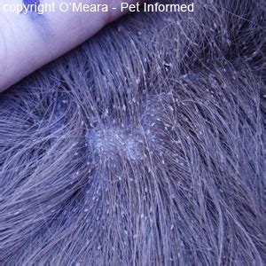 What Does Lice Look Like In Dogs