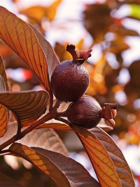 Malaysian Red Guava Tree (psidium guajava) – Urban Perennials