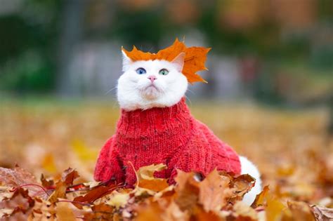 Premium Photo | Funny white cat, multi-colored eyes. sits in the leaves in the park on an autumn ...