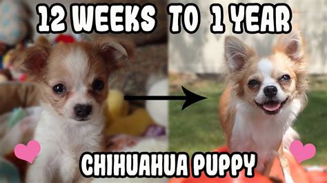 How Much Should I Feed My 6 Month Old Chihuahua