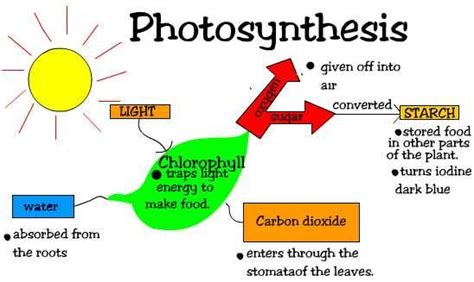 this diagram shows how photosynthesis works and after this process they became food for the ...