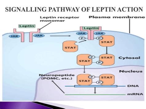 Leptin ppt