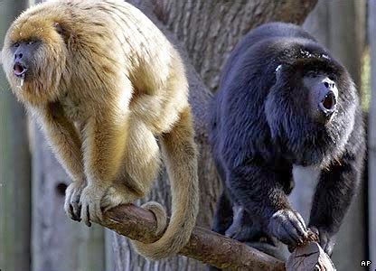 Top 10 Noisiest Animals On Earth-Top Things Around Us