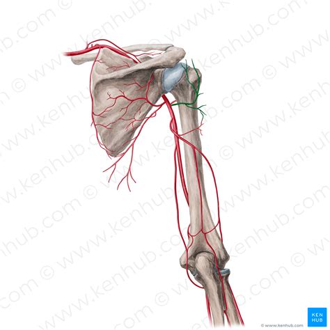 Posterior circumflex humeral artery (#21702) – Kenhub Image License Store