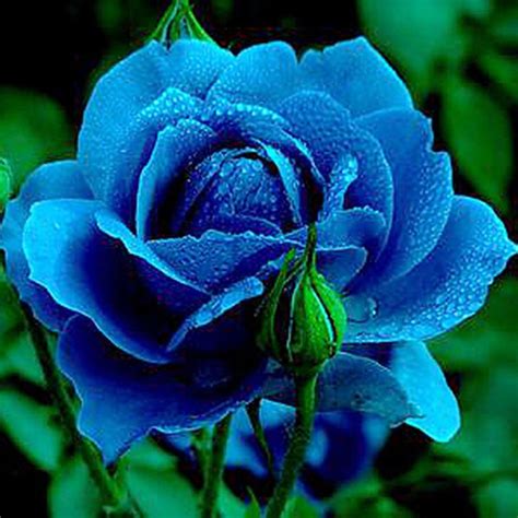 Rare Blue Rose seeds 60pcs Flower Home Garden Rose seed Bonsai Balcony Decor #Unbranded | Rose ...