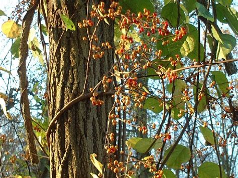 Oriental Bittersweet | Extension Master Gardeners of Buncombe County