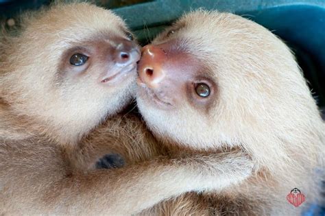 10 Amazing Facts About Sloths | The Paws in 2020 | Cute sloth, Cute animals, Cute baby sloths